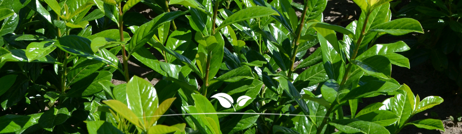 Laurier Notiva haag | Gardline